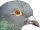 Profile picture for user Nadesłane