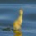 eni71